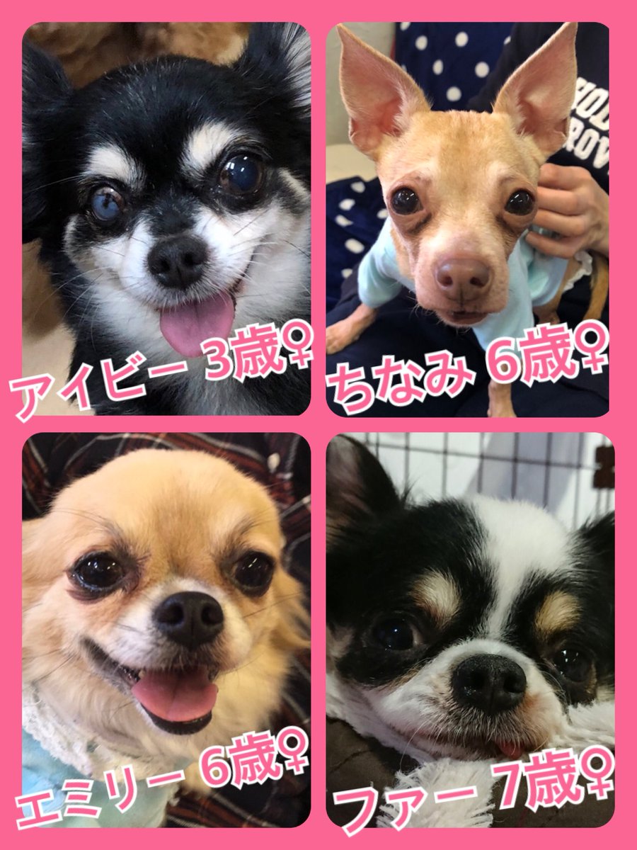 🐾今日の里親様募集中ワンコ🐶メンバーです🐾2019,1,30